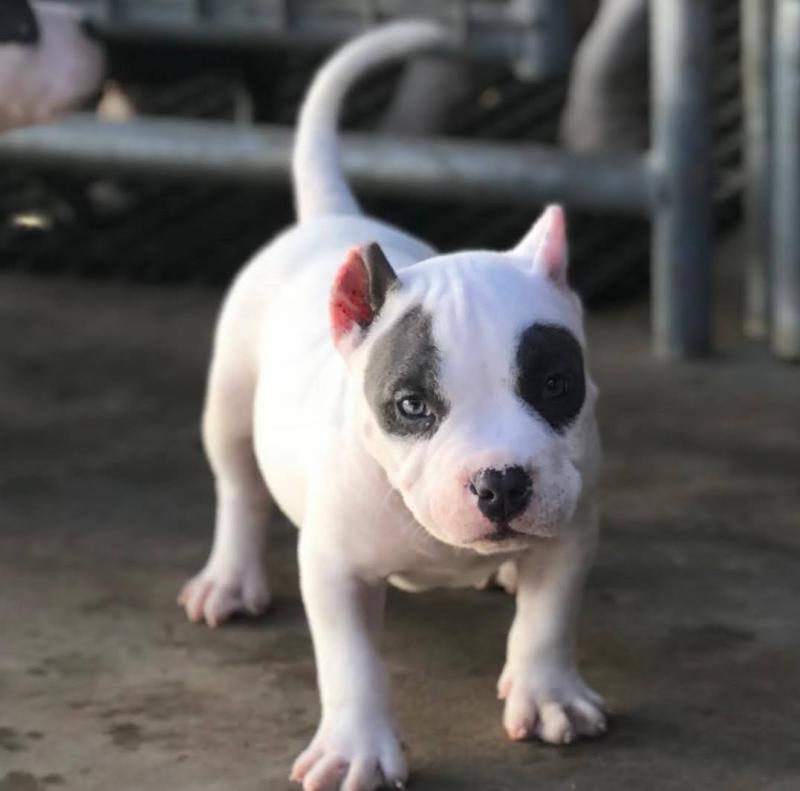 American Pitbull Puppies for sale!! Email petsfarm21@gmail.com or text (831)-512-9409 Image eClassifieds4u