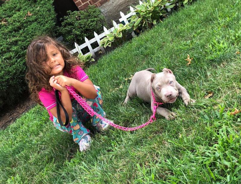 American Pitbull Puppies for sale!! Email petsfarm21@gmail.com or text (831)-512-9409 Image eClassifieds4u