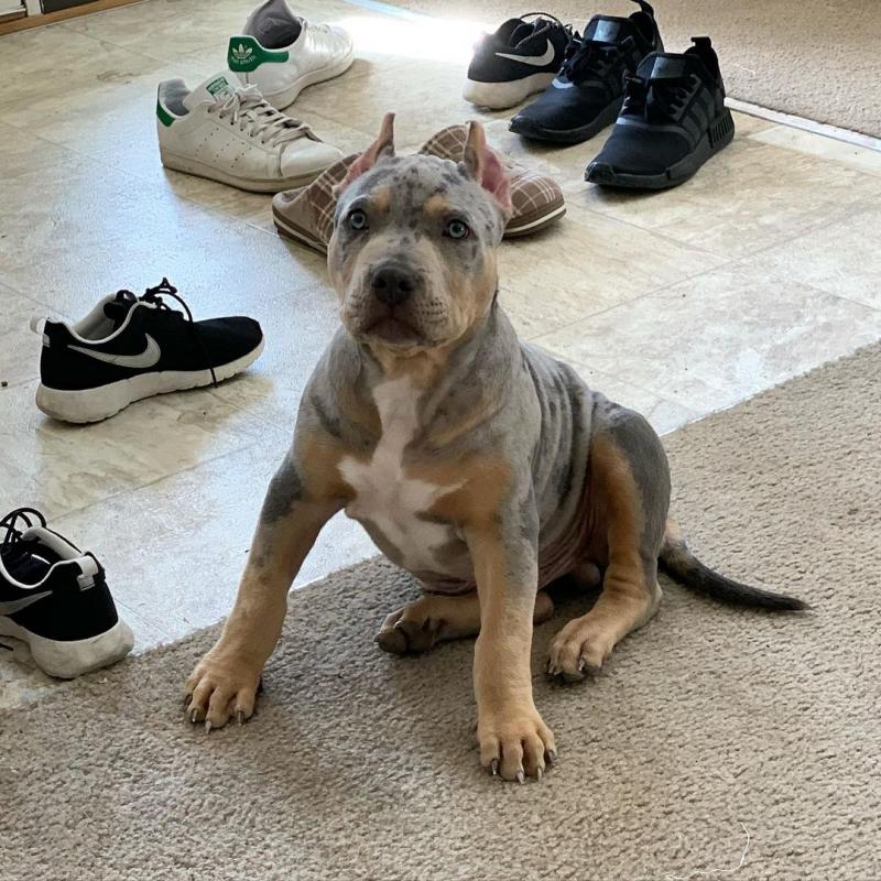 American Pitbull Puppies for sale!! Email petsfarm21@gmail.com or text (831)-512-9409 Image eClassifieds4u