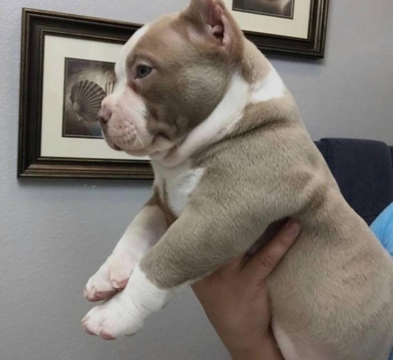 American Pitbull Puppies for sale!! Email petsfarm21@gmail.com or text (831)-512-9409 Image eClassifieds4u