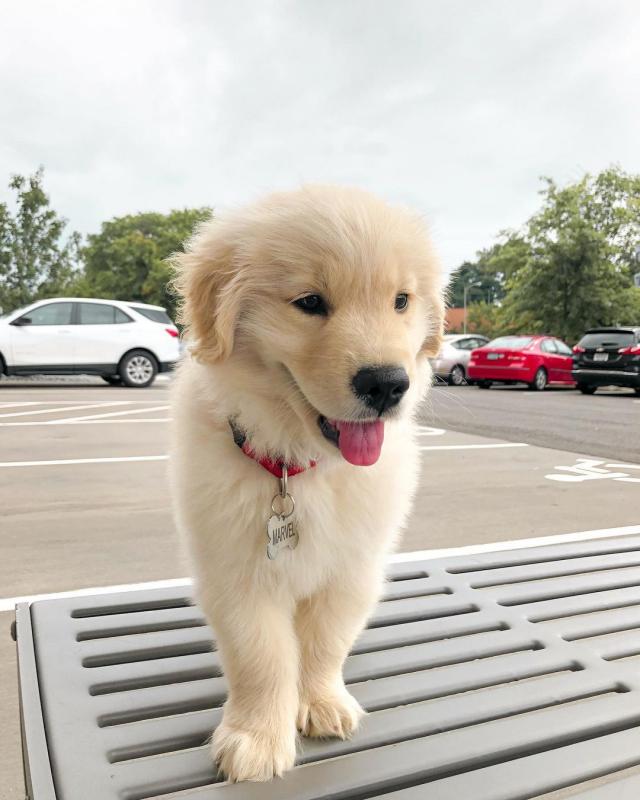 Attractive Golden Retriever Puppies Available Image eClassifieds4u