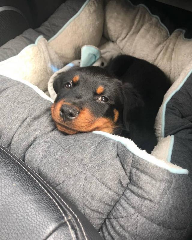 Awesome Rottweiler Puppies for Adoption Image eClassifieds4u