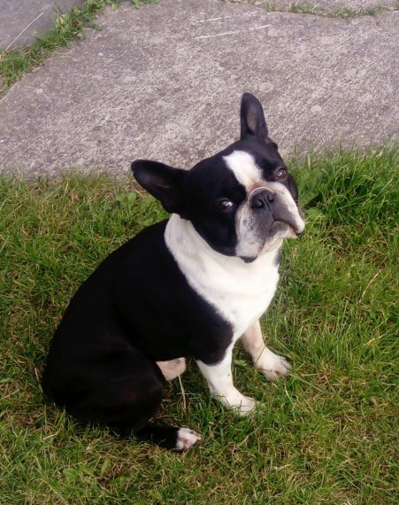 Boston Terrier puppies ready Image eClassifieds4u