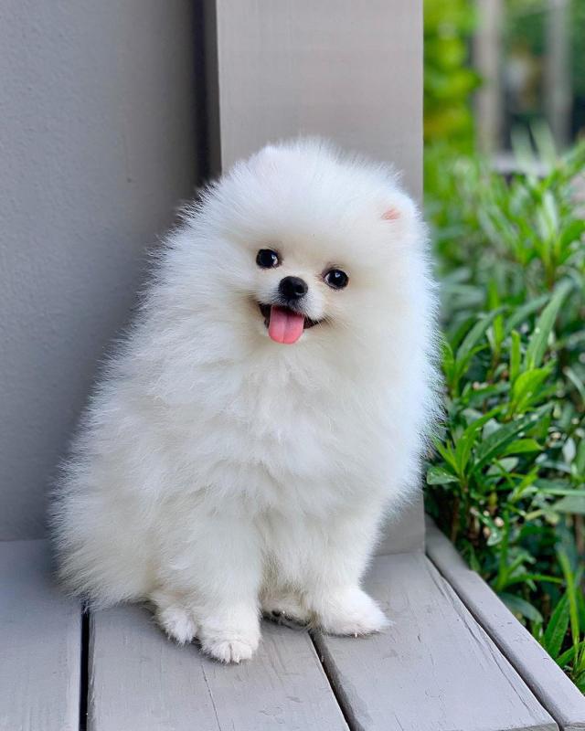 Charming Ckc Pomeranian Puppies For Adoption Image eClassifieds4u