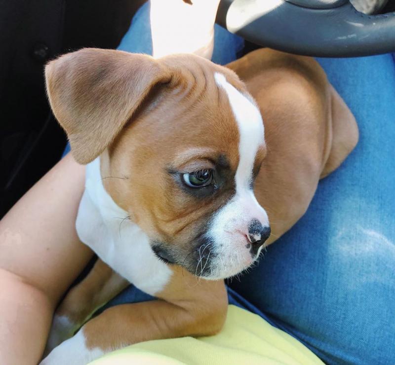 Excellence lovely Male and Female boxer Puppies for adoption... Image eClassifieds4u