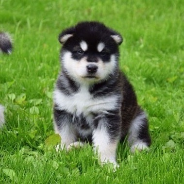 Gorgeous Alaskan Malamute Puppies For Adoption Image eClassifieds4u