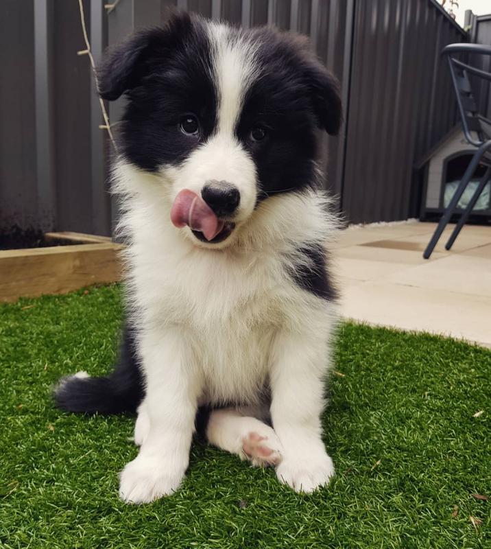 Healthy Border Collie Puppies Image eClassifieds4u