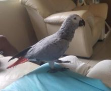 Affectionate Africa Grey Parrots Image eClassifieds4u 1