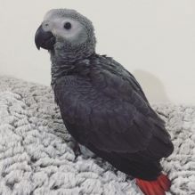 Affectionate Africa Grey Parrots Image eClassifieds4u 2