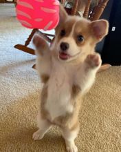 AFFECTIONATE C.K.C PEMBROKE WELSH CORGI PUPPIES Image eClassifieds4U