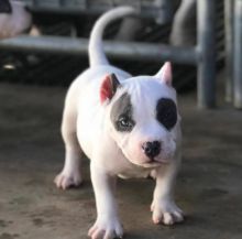 American Pitbull Puppies for sale!! Email petsfarm21@gmail.com or text (831)-512-9409 Image eClassifieds4u 4