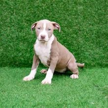 American Pitbull Puppies for sale!! Email petsfarm21@gmail.com or text (831)-512-9409 Image eClassifieds4u 4