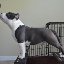 American Pitbull Puppies for sale!! Email petsfarm21@gmail.com or text (831)-512-9409 Image eClassifieds4u 3