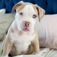 American Pitbull Puppies for sale!! Email petsfarm21@gmail.com or text (831)-512-9409 Image eClassifieds4u 2