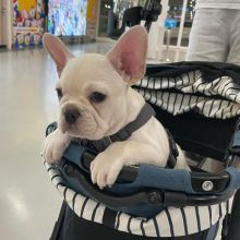 Attractive male and female French bulldog puppies Image eClassifieds4U