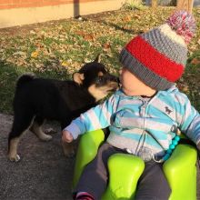 C.K.C MALE AND FEMALE SHIBA INU PUPPIES AVAILABLE Image eClassifieds4U