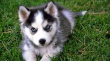 CKC registered Siberian husky puppies for rehoming Image eClassifieds4u 4