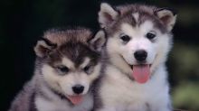 CKC registered Siberian husky puppies for rehoming Image eClassifieds4u 3