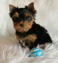 Gorgeous Teacup Yorkie Puppies To Good Home Image eClassifieds4U