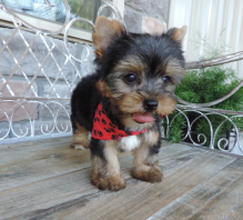 Purebred Yorkie puppies for new homes Image eClassifieds4u 4
