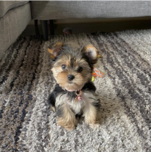 Purebred Yorkie puppies for new homes Image eClassifieds4u 1