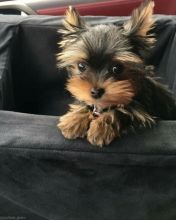 Purebred Yorkie puppies for new homes Image eClassifieds4u 4