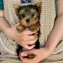 Purebred Yorkie puppies for new homes Image eClassifieds4u 4