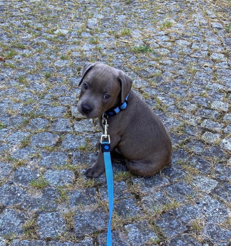 Magnificent American Staffordshire Terrier puppies Image eClassifieds4u