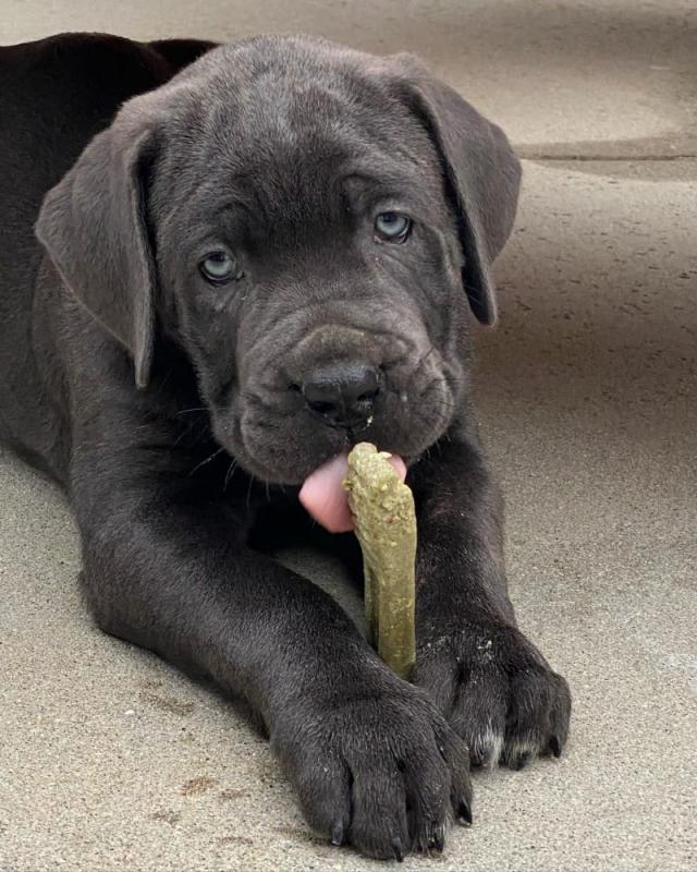 male and female cane Corso puppies Image eClassifieds4u
