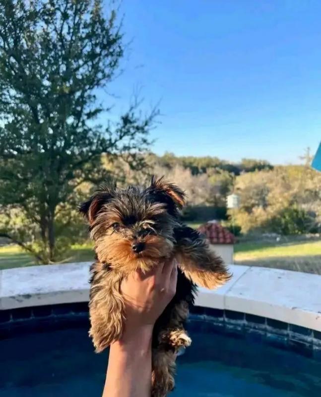Purebred Yorkie puppies for new homes Image eClassifieds4u