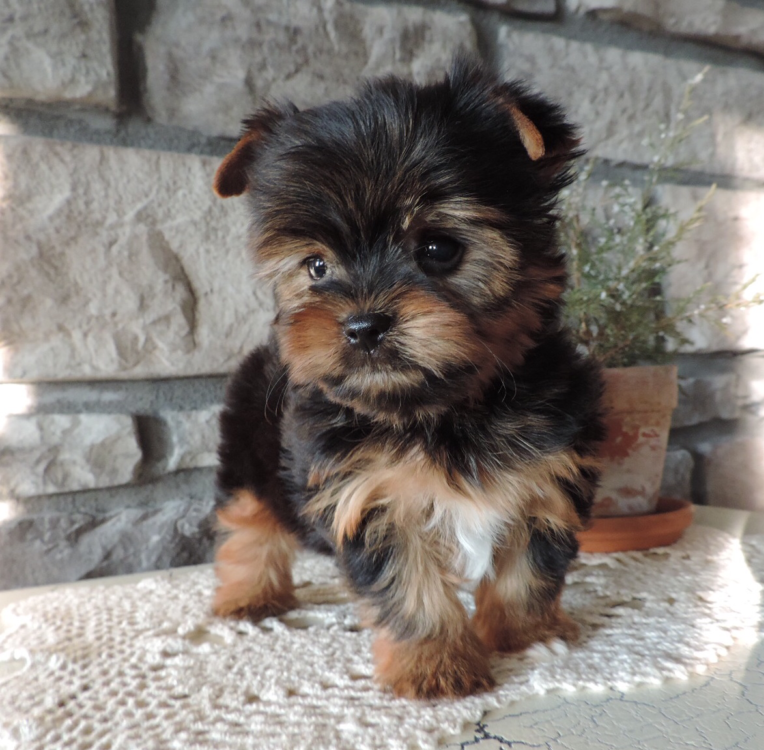 Purebred Yorkie puppies for new homes Image eClassifieds4u