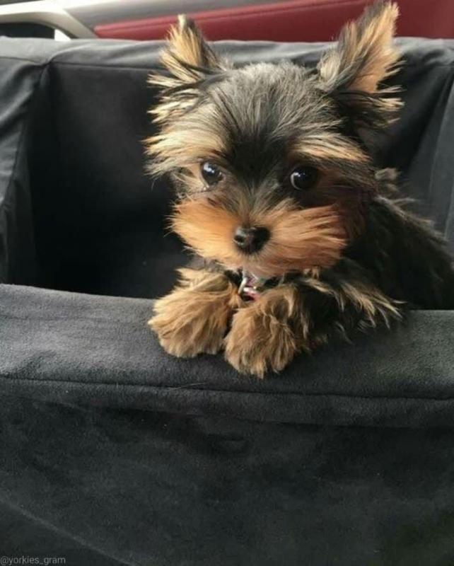 Purebred Yorkie puppies for new homes Image eClassifieds4u