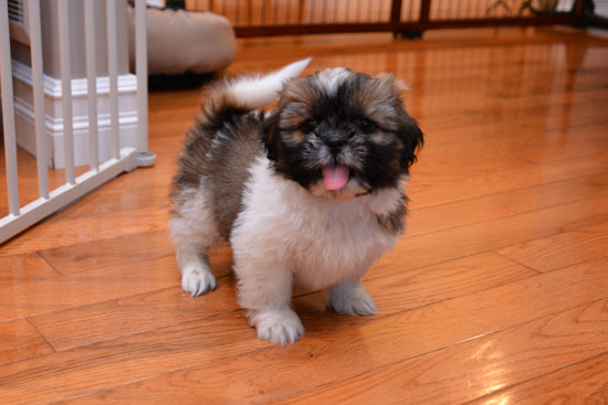 Stunning Shih Tzu Puppies Available Image eClassifieds4u