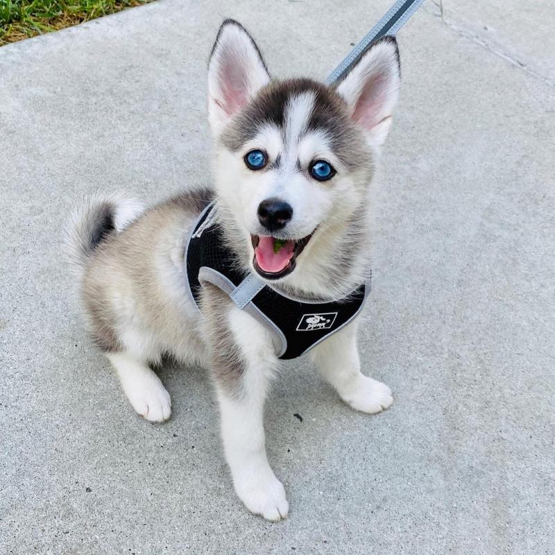 Great Pomsky puppies for kids or adults and for Pomsky lovers Image eClassifieds4u