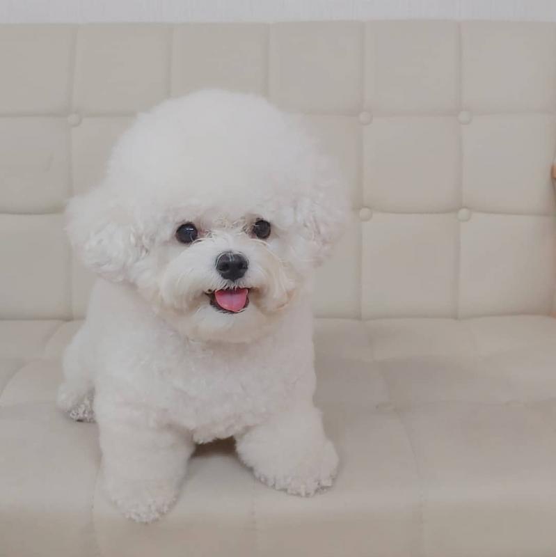 💗💕💗 LOVELY CANADIAN 🟥🍁🟥 BICHON FRISE PUPPIES AVAILABLE ✅💯 Image eClassifieds4u