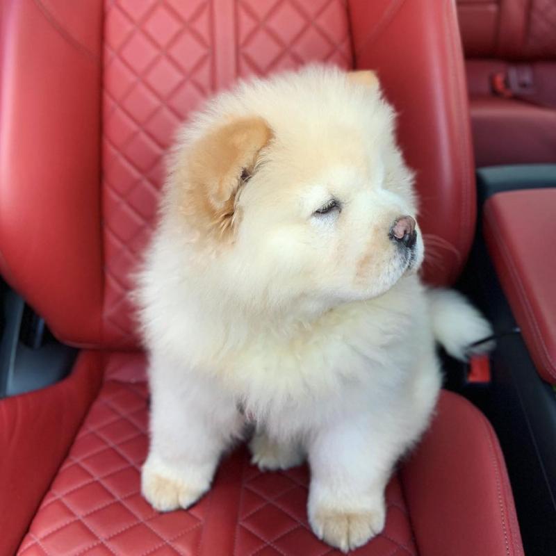 Well trained chow chow puppies for adoption Image eClassifieds4u