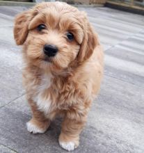 🟥🍁🟥 CANADIAN MALE AND FEMALE HAVANESE PUPPIES AVAILABLE