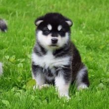 🟥🍁🟥 C.K.C ALASKAN MALAMUTE PUPPIES AVAILABLE 🟥🍁🟥