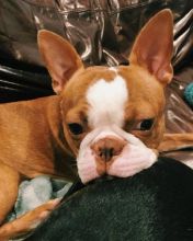 🟥🍁🟥 C.K.C BOSTON TERRIER PUPPIES AVAILABLE 🟥🍁🟥