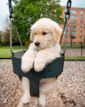 🐕💕 C.K.C GOLDEN RETRIEVER PUPPIES 🟥🍁🟥 READY FOR A NEW HOME 💗🍀🍀