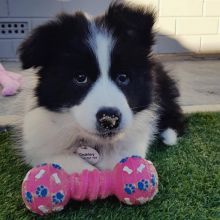 🟥🍁🟥 CKC REGISTERED MALE 🐶🐶 FEMALE BORDER COLLIE PUPPIES 🐕🐕 AVAILABLE🚛✅