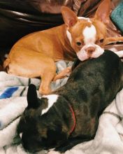 Adorable Boston terrier Puppies Available