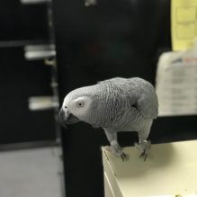 Affectionate Africa Grey Parrot