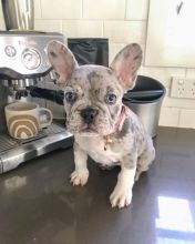 Affectionate French Bulldog Puppies