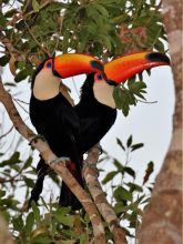 Awesome Toco toucan parrots for new homes