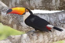 Awesome Toco toucan parrots for new homes