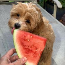 CKC Healthy Male and Female Maltipoo puppies ready for Adoption
