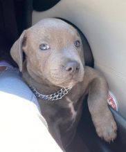 CKC Male and Female American Staffordshire Terrier Puppies