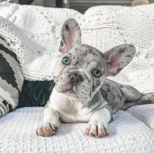 French Bulldog Puppies for Adoption