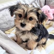 Male and female Morkie puppies